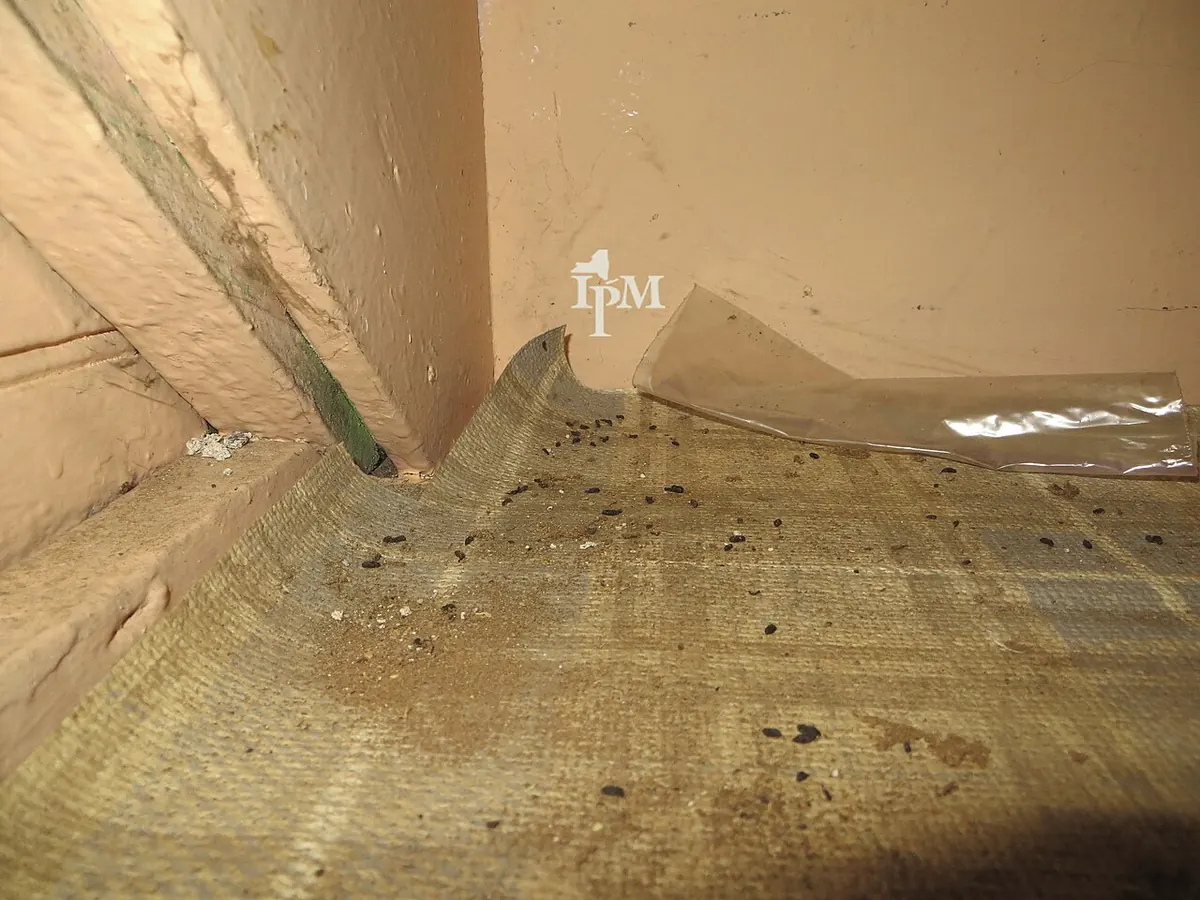House mouse droppings scattered across insulation and debris in a corner of a building